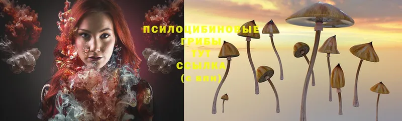 Псилоцибиновые грибы Magic Shrooms  где можно купить   Вилючинск 